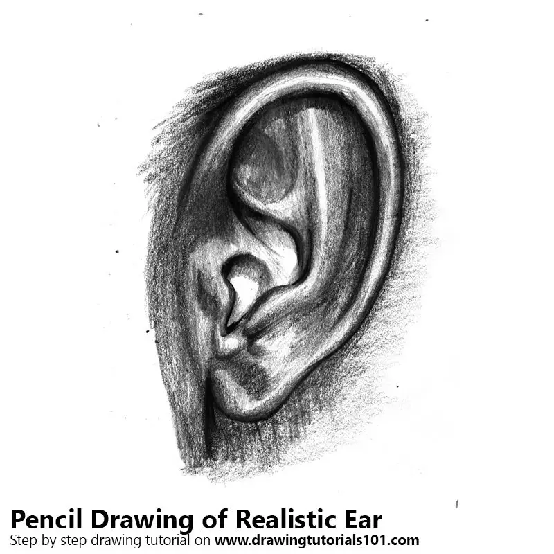How to draw an Ear  Design School