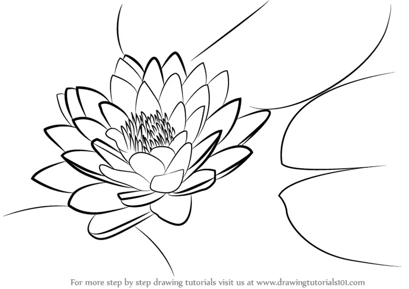 Learn How to Draw Lily Pad (Lily) Step by Step : Drawing Tutorials