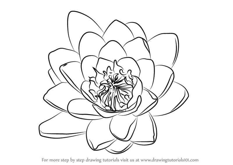Featured image of post How To Draw A Lily Pad Flower : Follow the red lines in each illustration to learn exactly what to draw in that step.