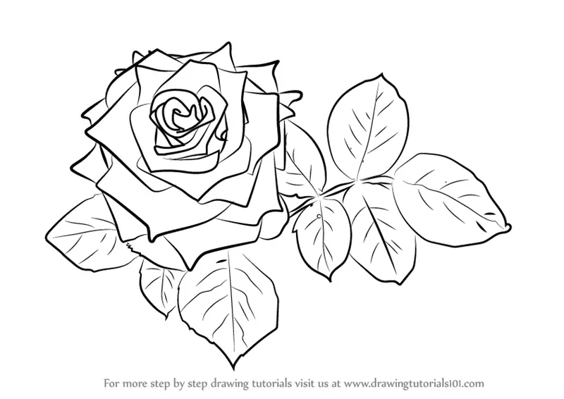 Learn How to Draw Red Rose (Rose) Step by Step : Drawing Tutorials