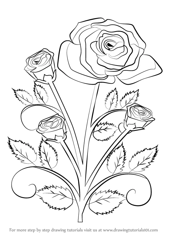 Learn How To Draw A Rose Plant Rose Step By Step Drawing Tutorials Plants lie at the base of almost all food chains and are the. learn how to draw a rose plant rose