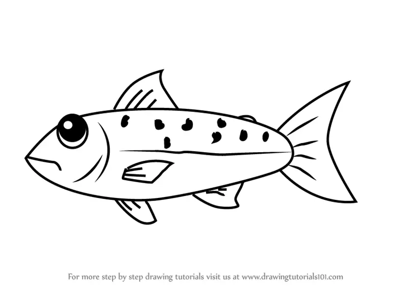Learn How to Draw a Salmon Fish for Kids (Animals for Kids) Step by Step :  Drawing Tutorials