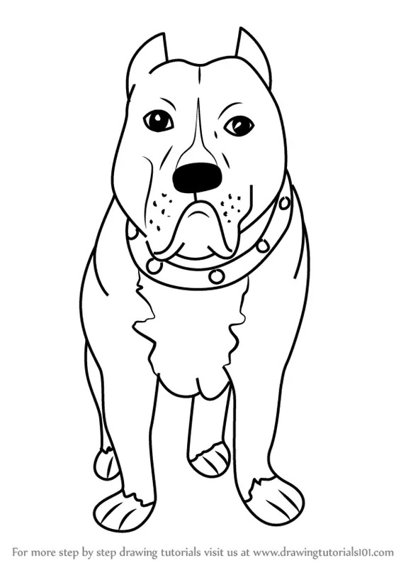 Learn How to Draw a Cartoon Pitbull Dog (Cartoon Animals) Step by Step :  Drawing Tutorials