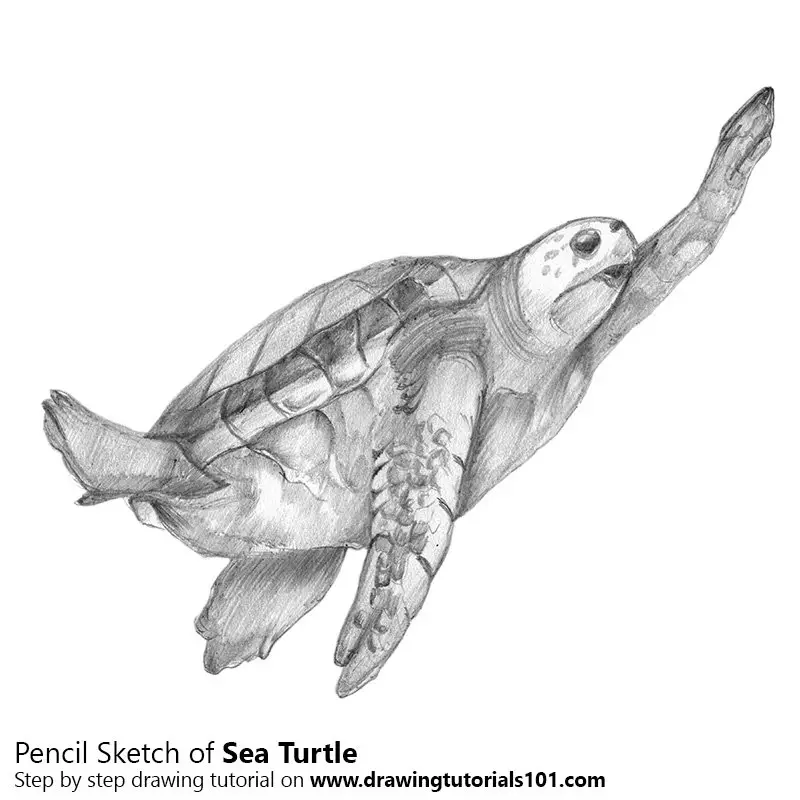 Some turtle sketches from this week! . . . . #turtle #turtleconservation  #softshellturtle #snakeneckturtle #paintedturtle #herping… | Instagram