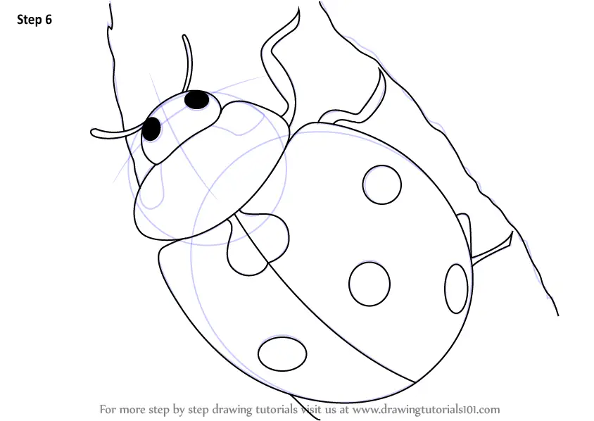 Isolated Ladybird Drawing by Aleksandr Volkov - Pixels
