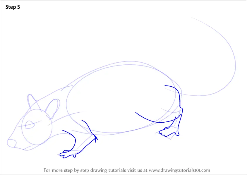 Vector hand drawn illustrations. Cute realistic rat. 2633401 Vector Art at  Vecteezy