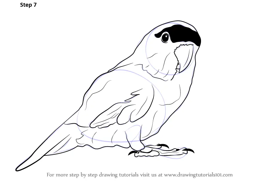 This Drawing Green Parrot Sitting On Stock Illustration 2286867689 |  Shutterstock