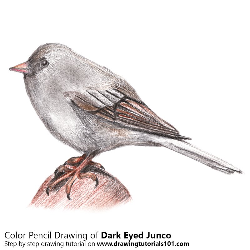 How to Draw a Dark-Eyed Junco by Color Pencils