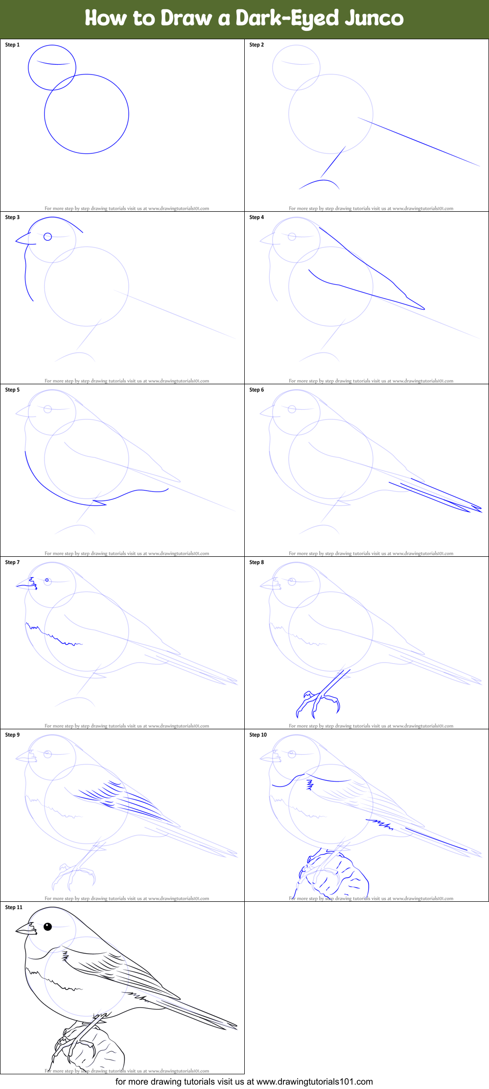 How to Draw a Dark-Eyed Junco Printable Step by Step