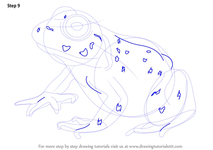 Learn How to Draw an American Bullfrog (Amphibians) Step by Step