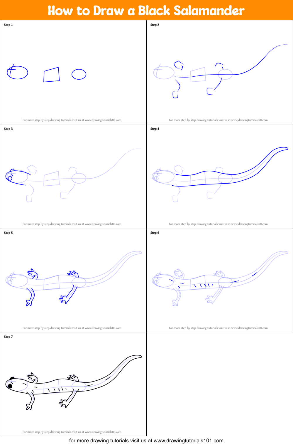How to Draw a Black Salamander Printable Step by Step