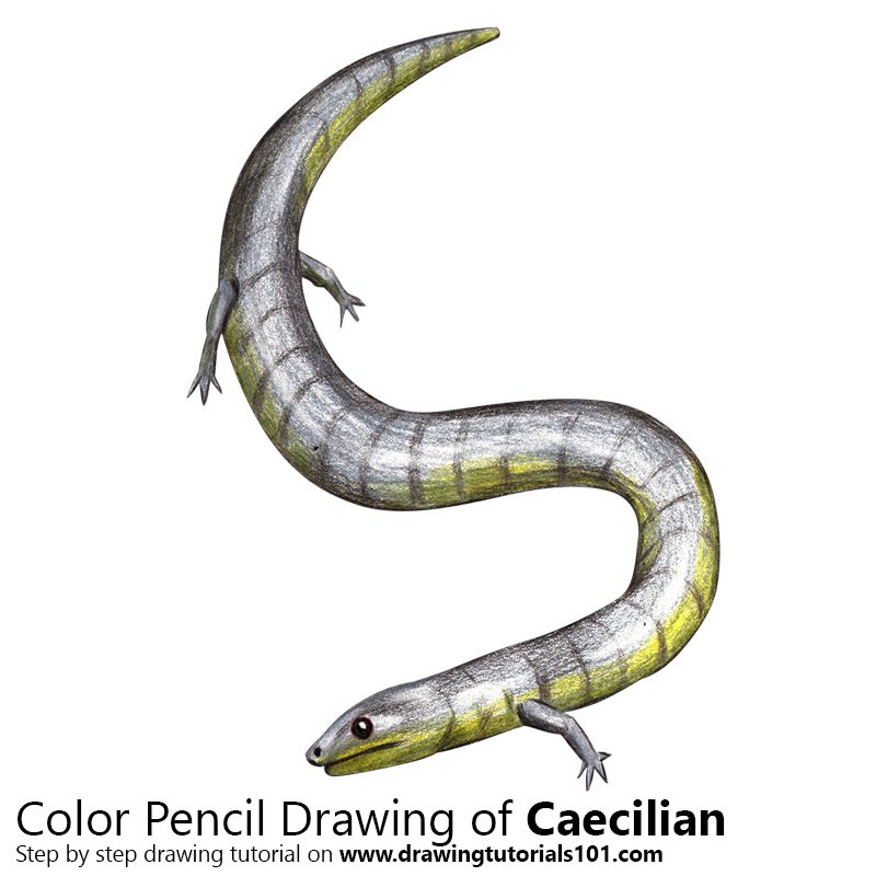 How to Draw a Caecilian by Color Pencils
