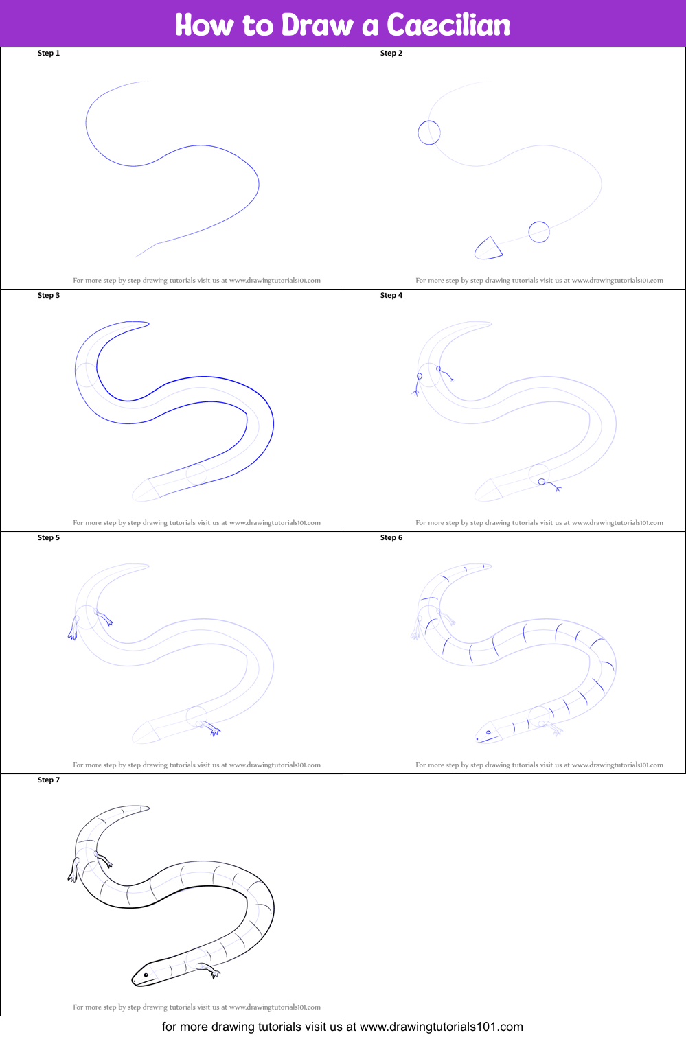 How to Draw a Caecilian Printable Step by Step