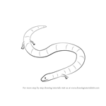 How to Draw a Caecilian