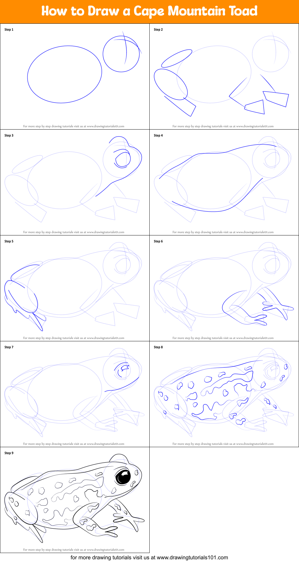 How to Draw a Cape Mountain Toad Printable Step by Step