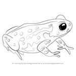 How to Draw a Cape Mountain Toad