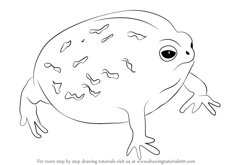 Learn How To Draw A Desert Rain Frog Amphibians Step By Step