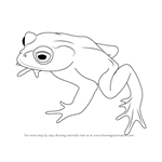 How to Draw a Golden Toad