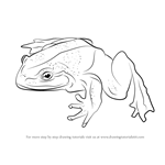 How to Draw a Goliath Frog