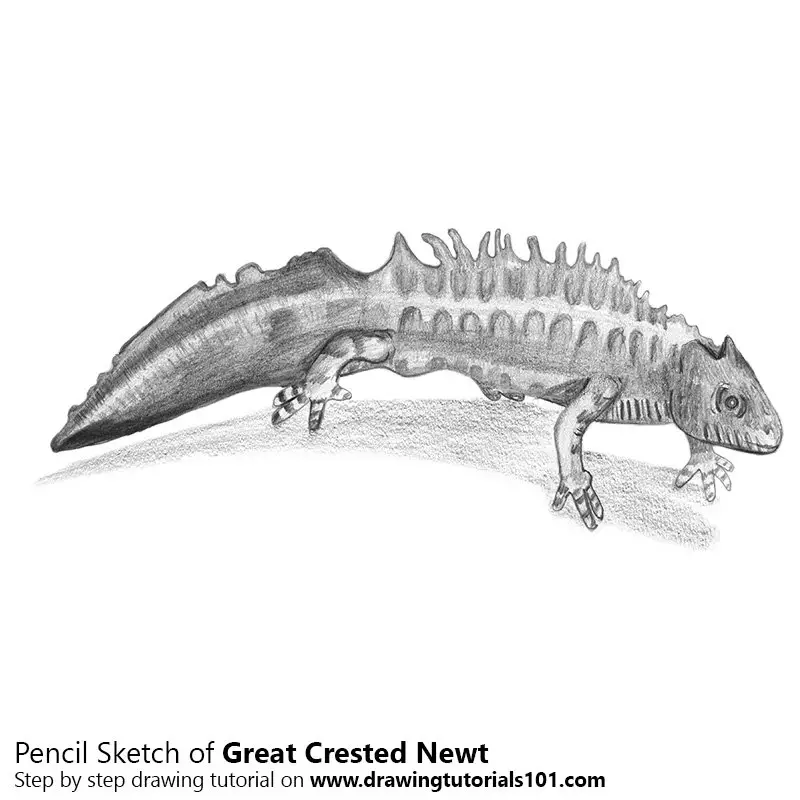 Great Crested Newt Pencil Drawing - How to Sketch Great Crested Newt