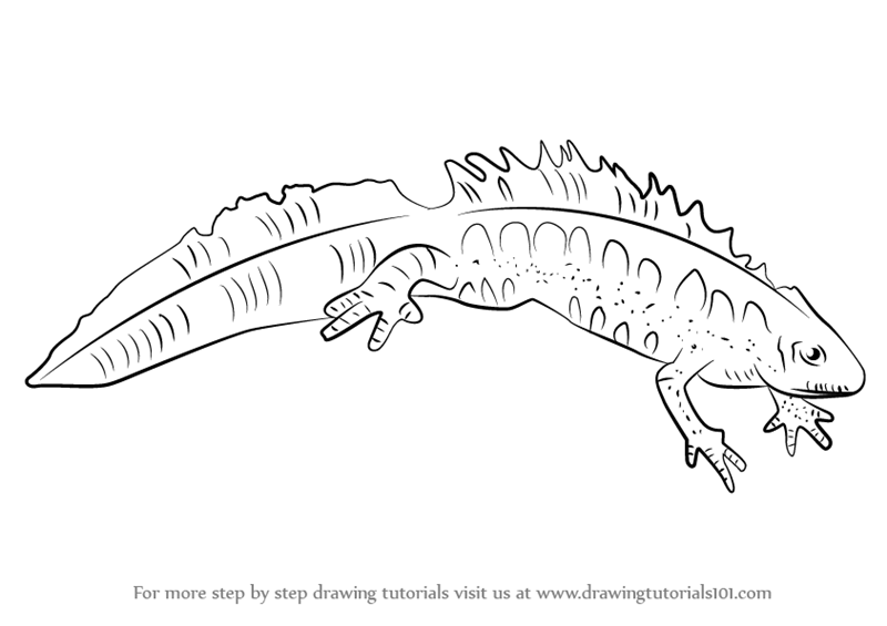 Step by Step How to Draw a Great Crested Newt : DrawingTutorials101.com