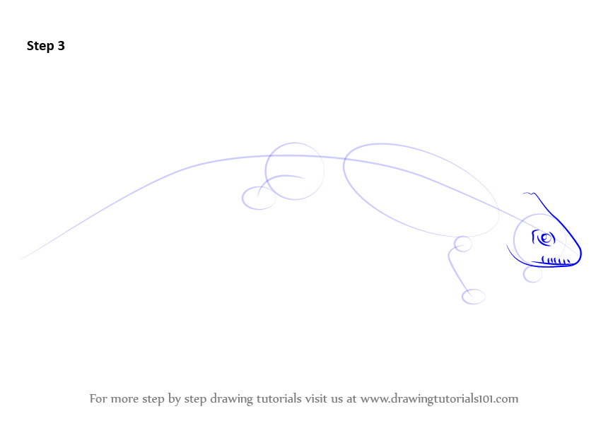 How to Draw a Great Crested Newt (Amphibians) Step by Step