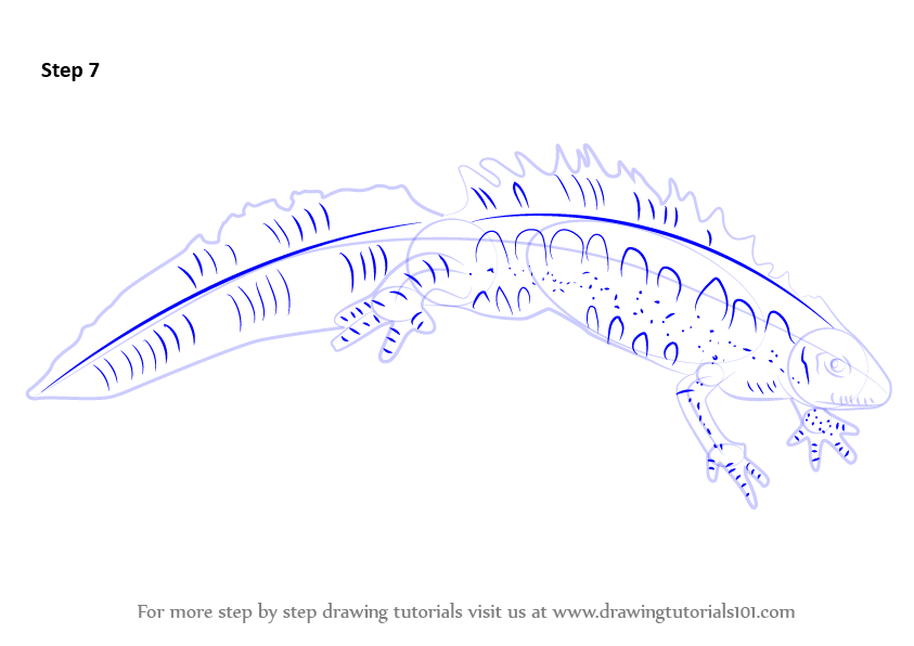 Step by Step How to Draw a Great Crested Newt