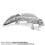 How to Draw a Great Crested Newt
