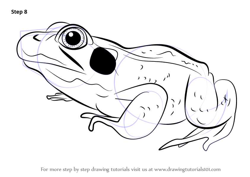 How to Draw a Green Frog (Amphibians) Step by Step