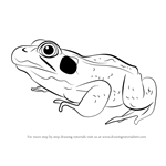 How to Draw a Green Frog