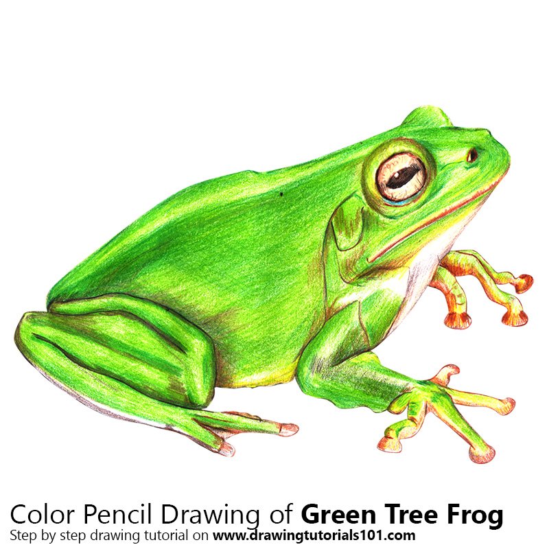 Green Tree Frog Colored Pencils - Drawing Green Tree Frog with Color