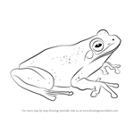 How to Draw a Green Tree Frog