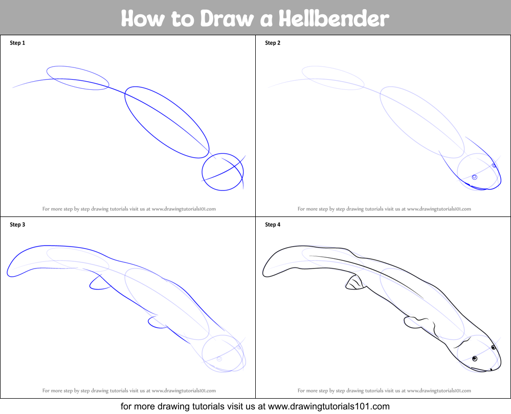 How to Draw a Hellbender Printable Step by Step
