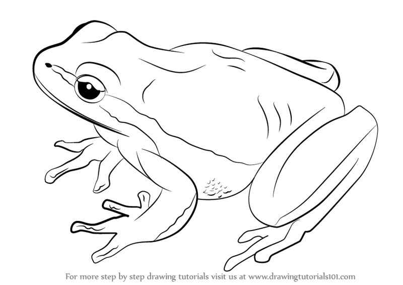 Learn How to Draw a Lemon-Yellow Tree Frog (Amphibians ...