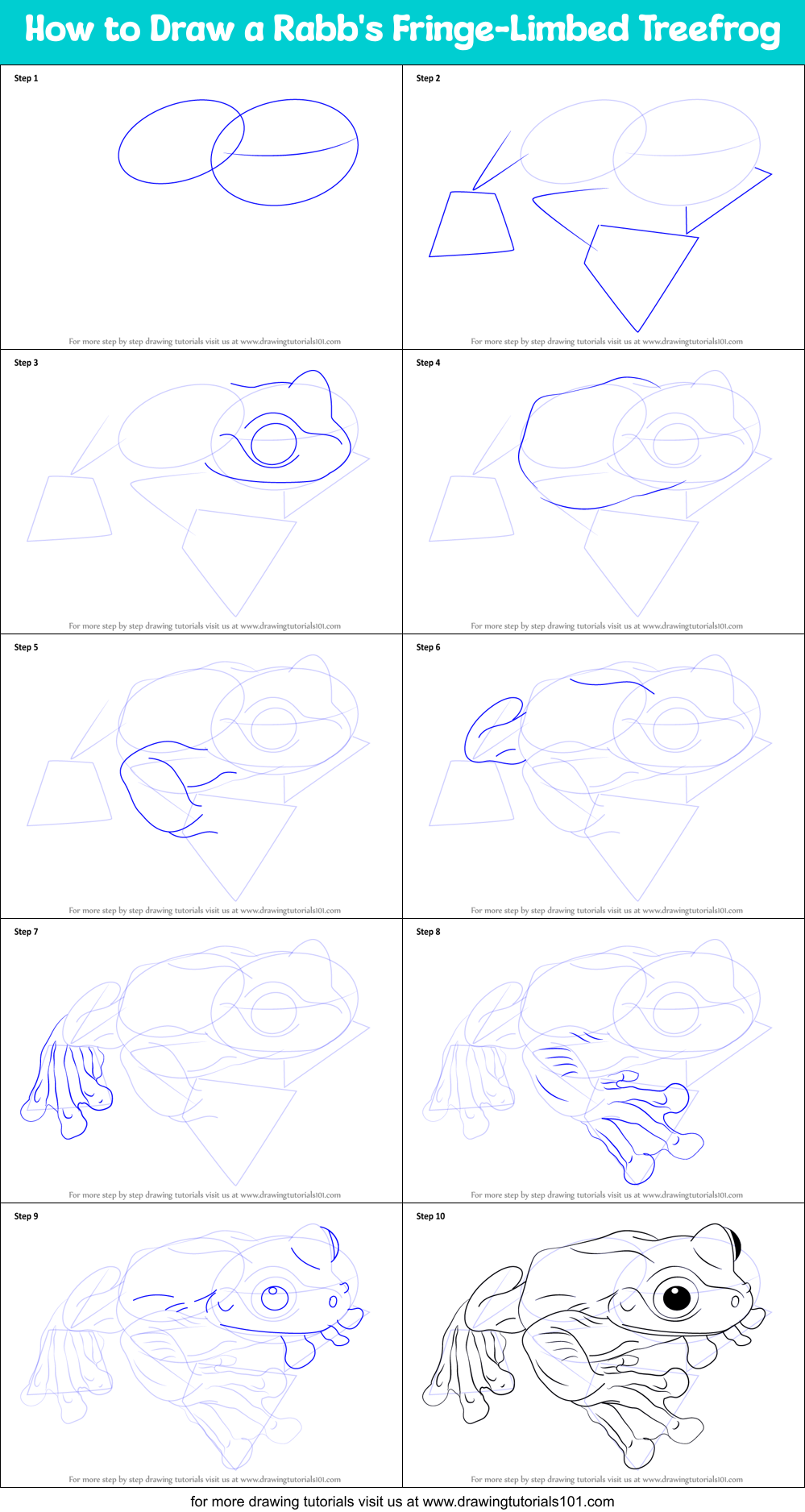 How to Draw a Rabb's Fringe-Limbed Treefrog Printable Step by Step