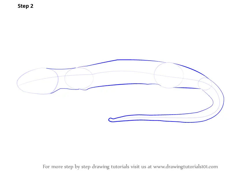 Learn How to Draw a Salamander (Amphibians) Step by Step : Drawing
