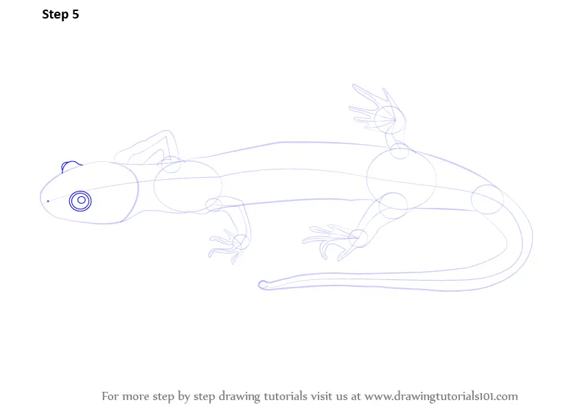 Step by Step How to Draw a Salamander : DrawingTutorials101.com