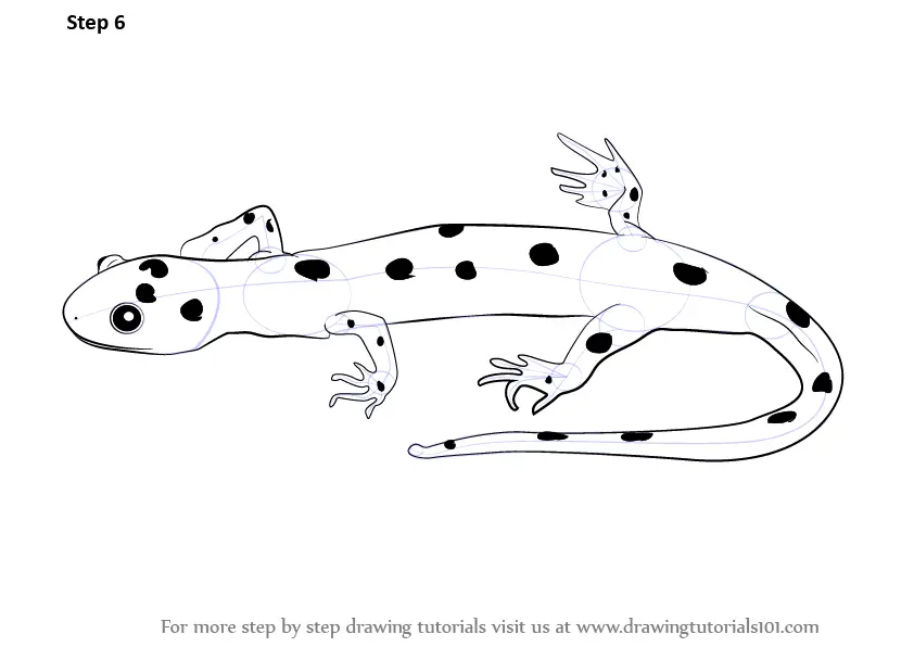 Learn How to Draw a Salamander (Amphibians) Step by Step : Drawing