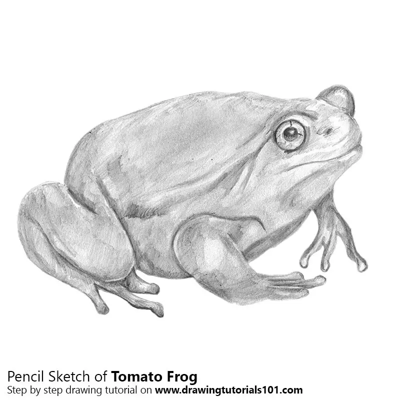 Pencil Sketch of Tomato Frog - Pencil Drawing
