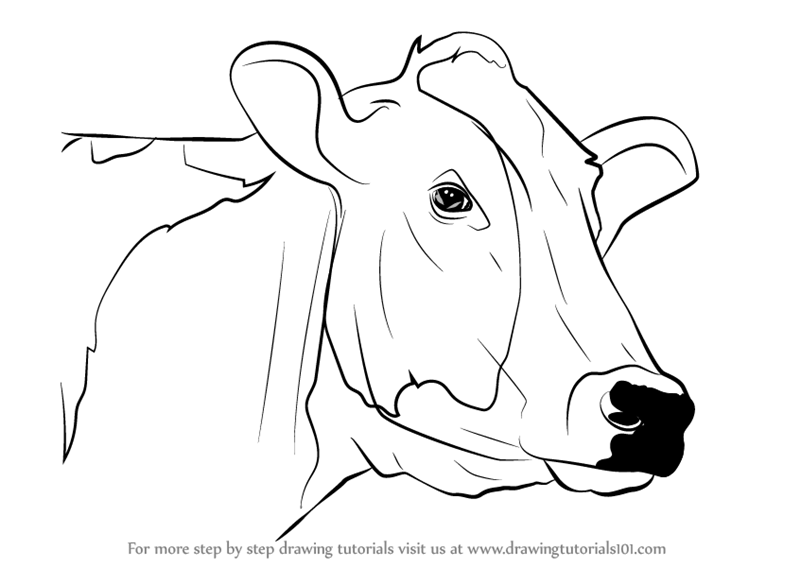 Cow Drawing Images – Browse 438,331 Stock Photos, Vectors, and Video |  Adobe Stock