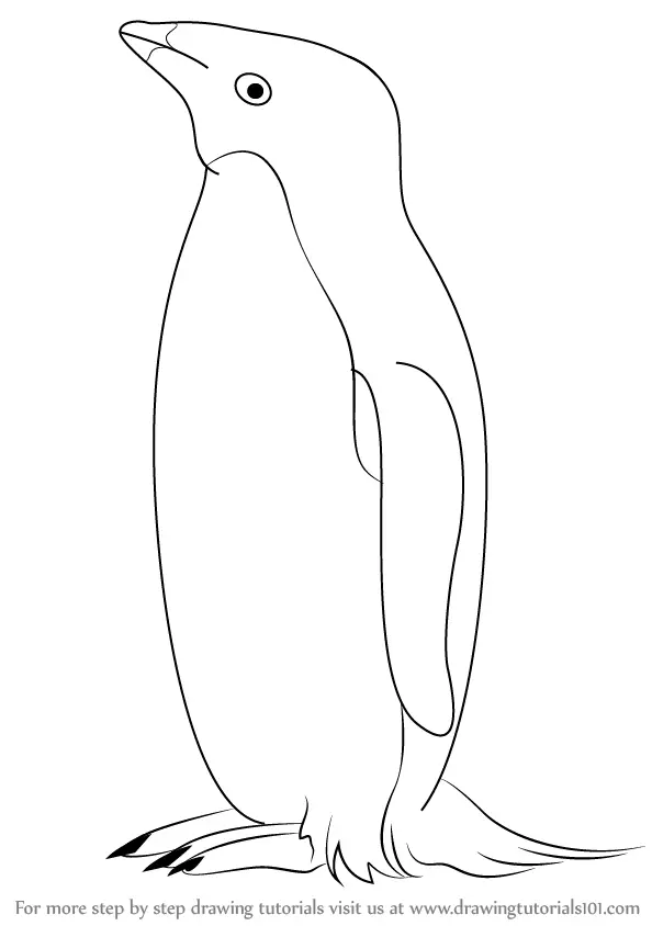 Learn How to Draw an Adelie Penguin (Antarctic Animals) Step by Step