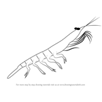 How to Draw a Antarctic Krill