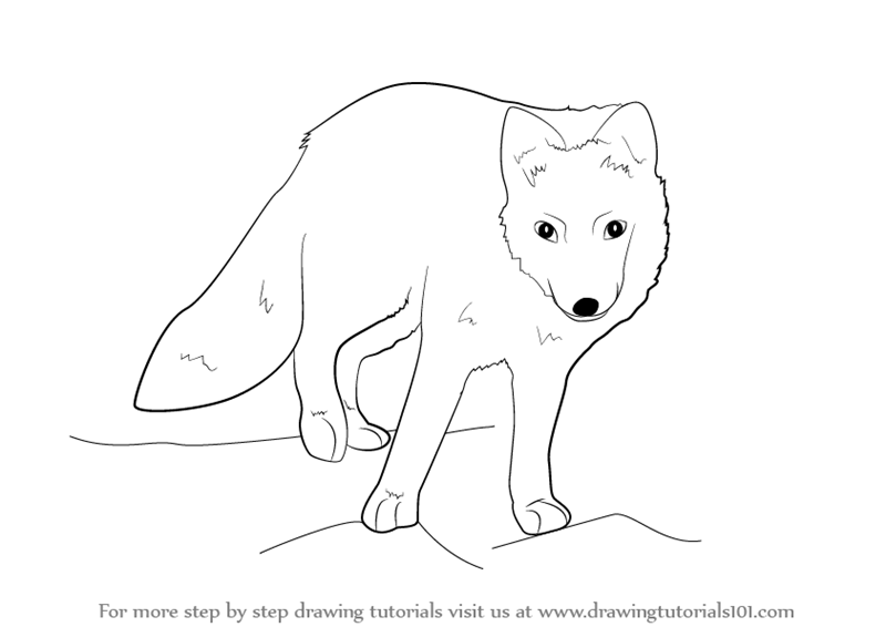 Learn How to Draw a Arctic Fox (Antarctic Animals) Step by Step