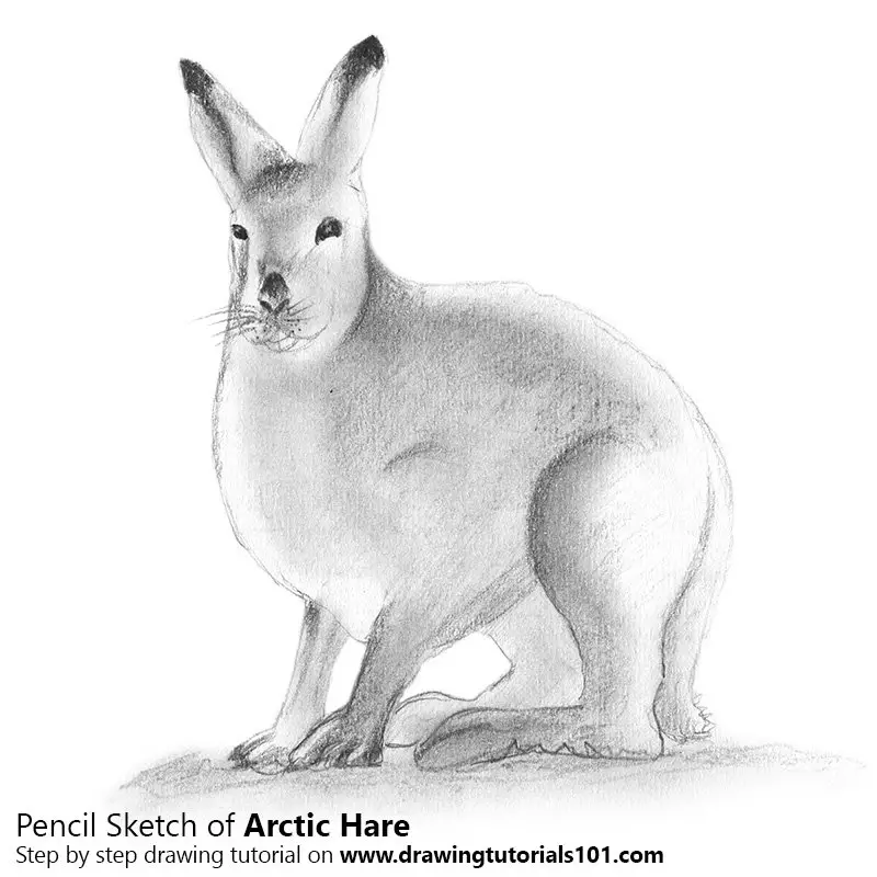 Pencil Sketch of Arctic Hare - Pencil Drawing