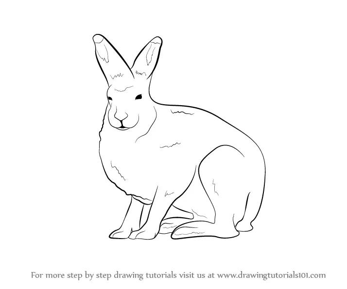 Learn How to Draw a Arctic Hare (Antarctic Animals) Step by Step : Drawing  Tutorials