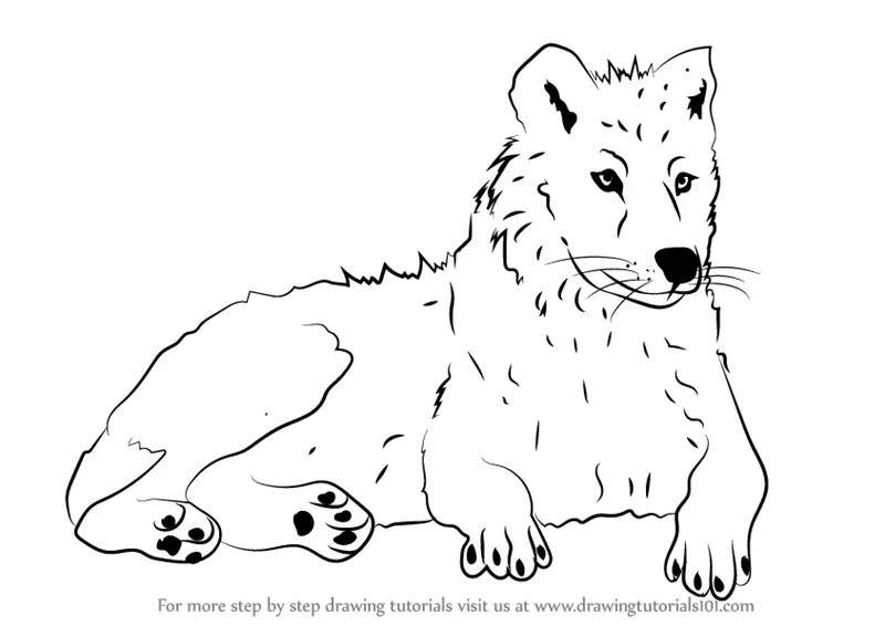 Learn How to Draw an Arctic Wolf (Antarctic Animals) Step by Step