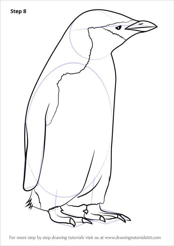 Learn How to Draw a Chinstrap Penguin (Antarctic Animals) Step by Step