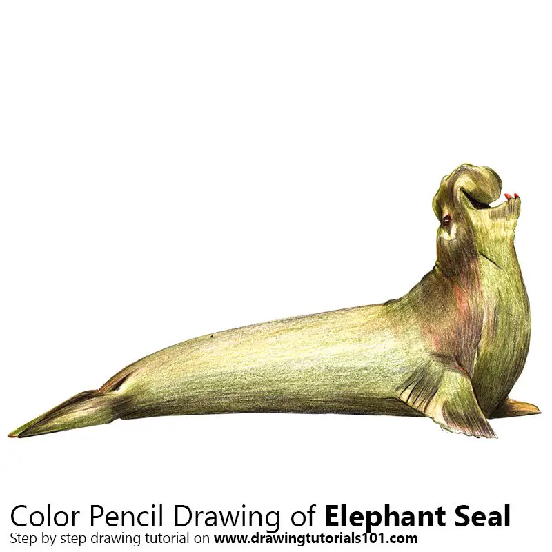Elephant Seal Colored Pencils Drawing Elephant Seal with Color