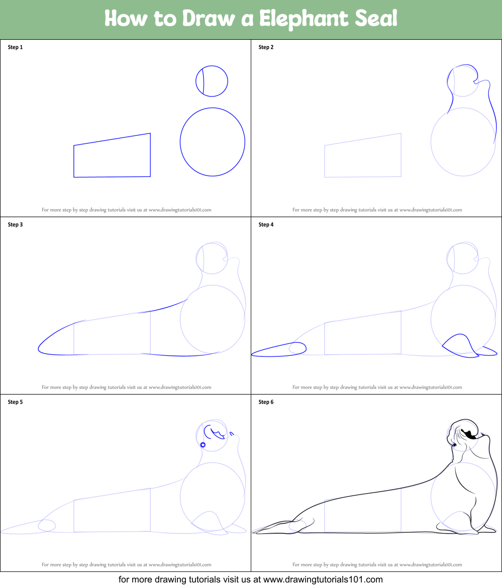 How to Draw a Elephant Seal Printable Step by Step
