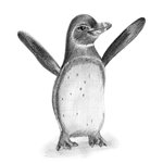 How to Draw a Galapagos Penguin